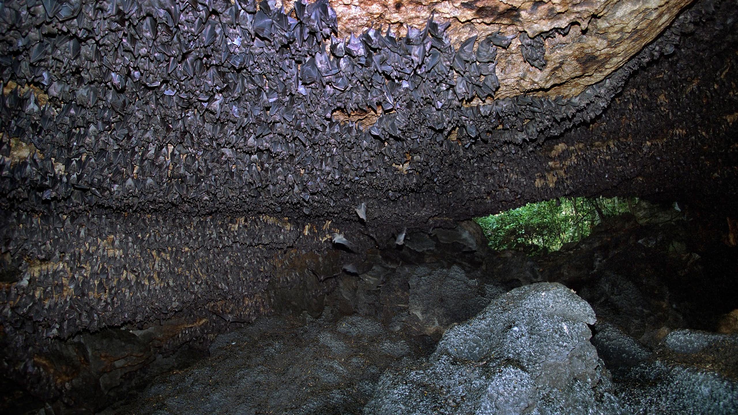 A swarm of bats at the mouth of a stone cave.