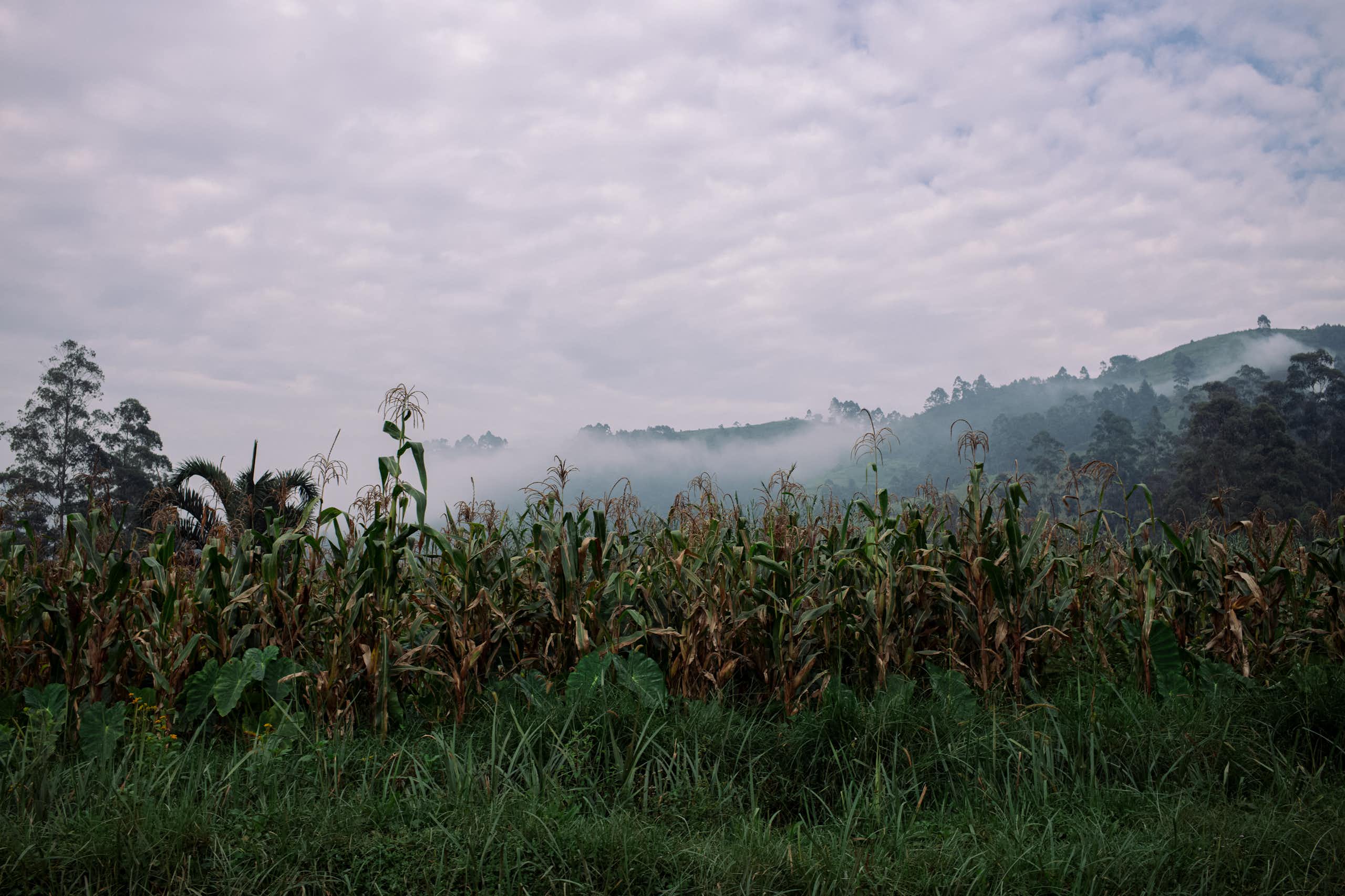 General view of maize fields against a hilly, misty background