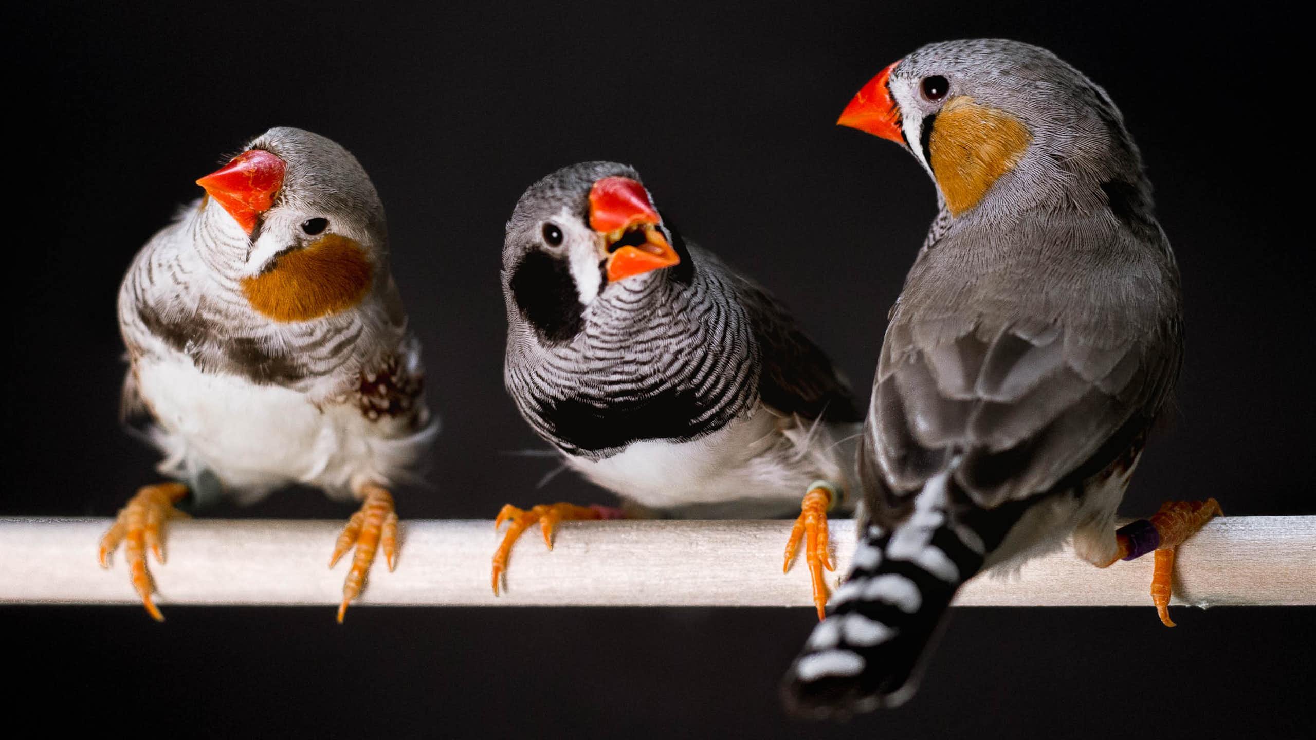three birds perched on a rod cocking their heads in different directions