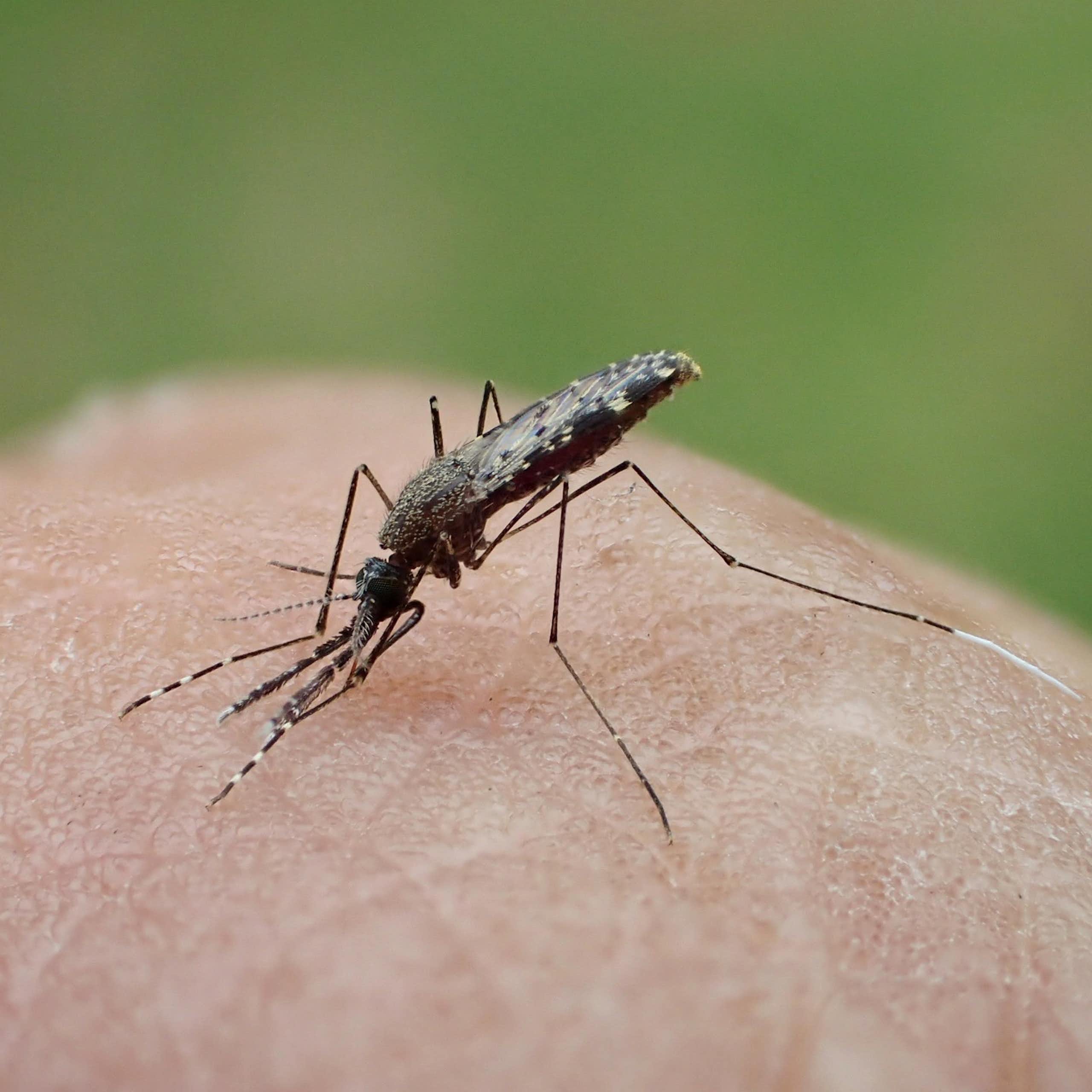 Close-up of mosquito on someone's skin