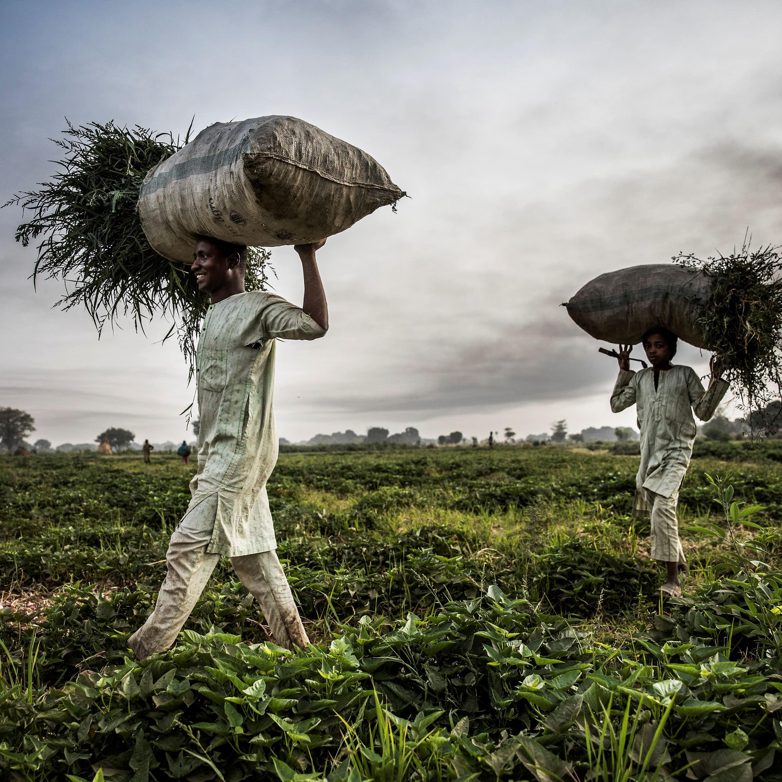 A man and a boy in a field, carrying loads of plant material on their heads
