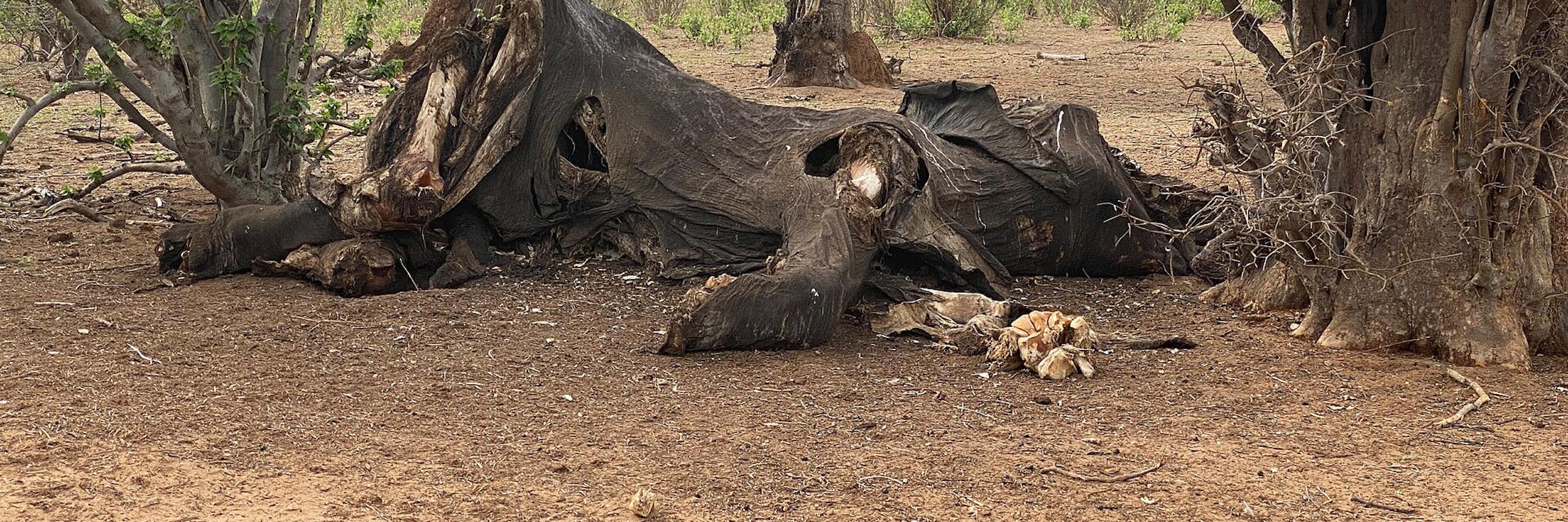Skin and bones on the ground under trees