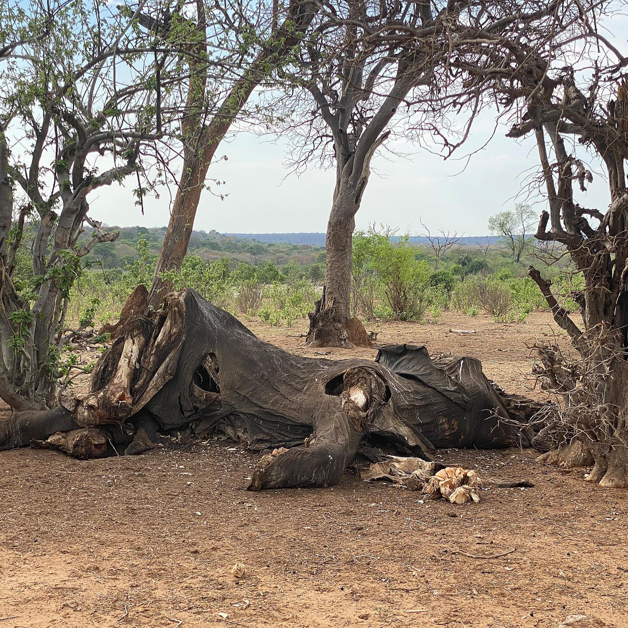 Skin and bones on the ground under trees