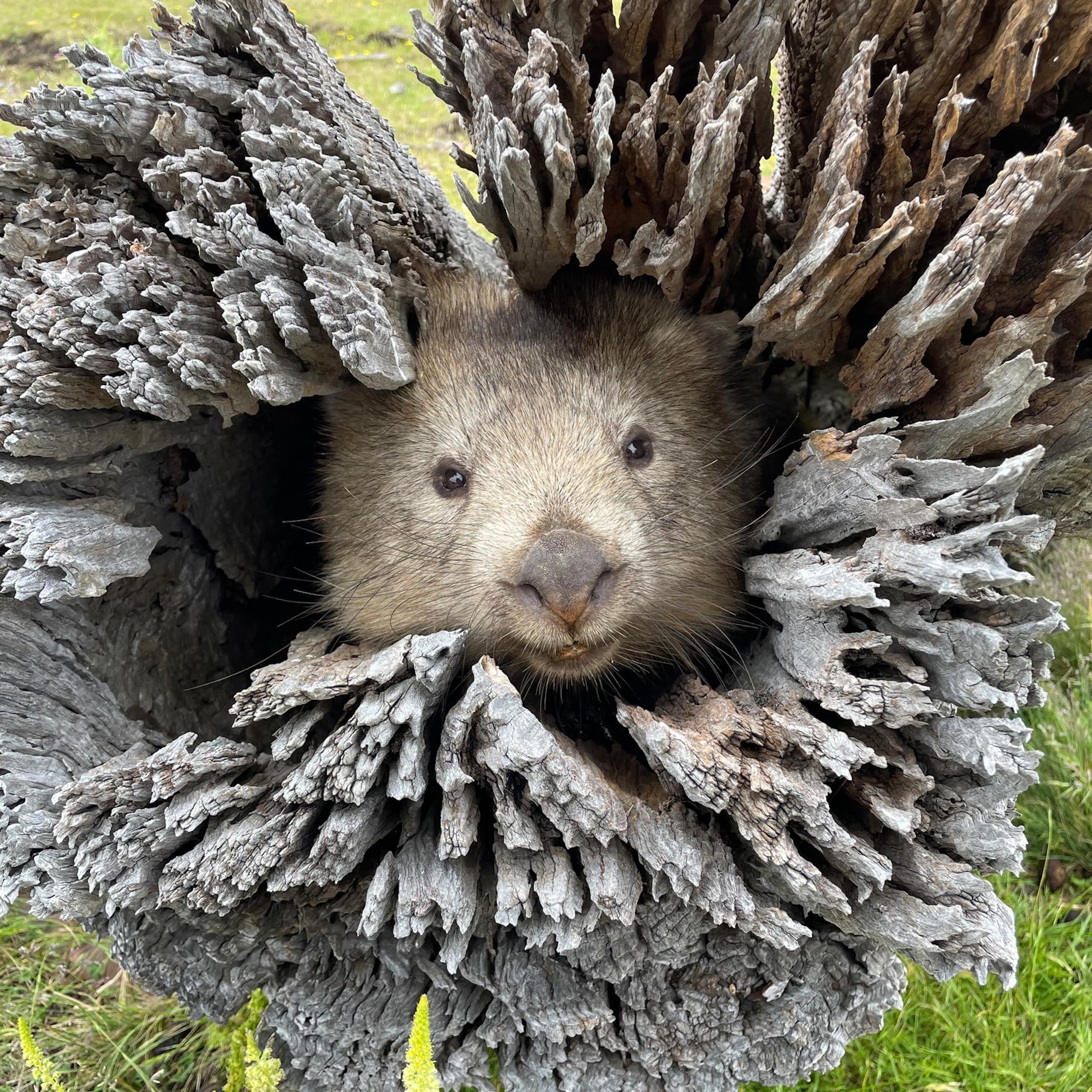 A wombat in a tree hollow.