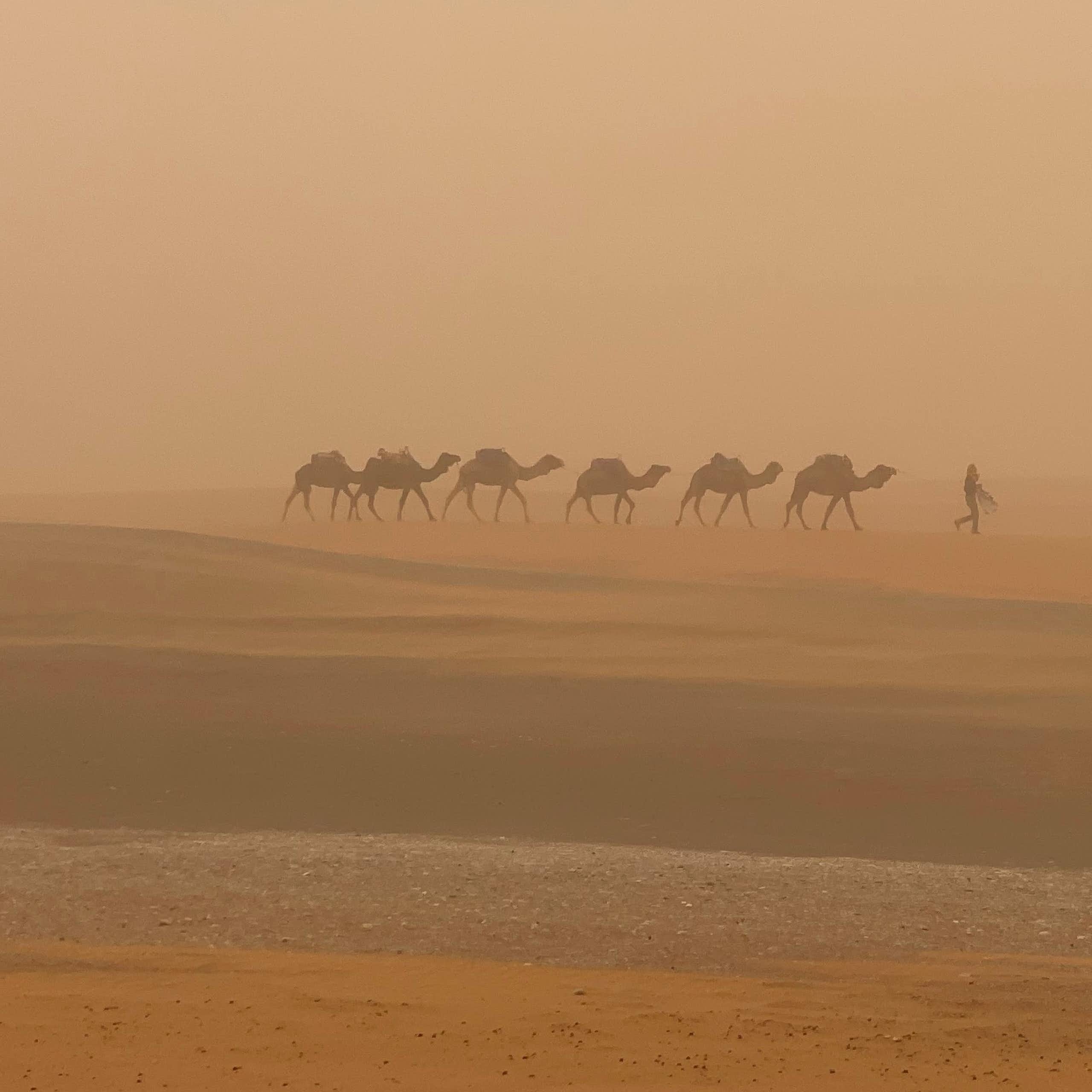 camels walk through dust storm in Sahara