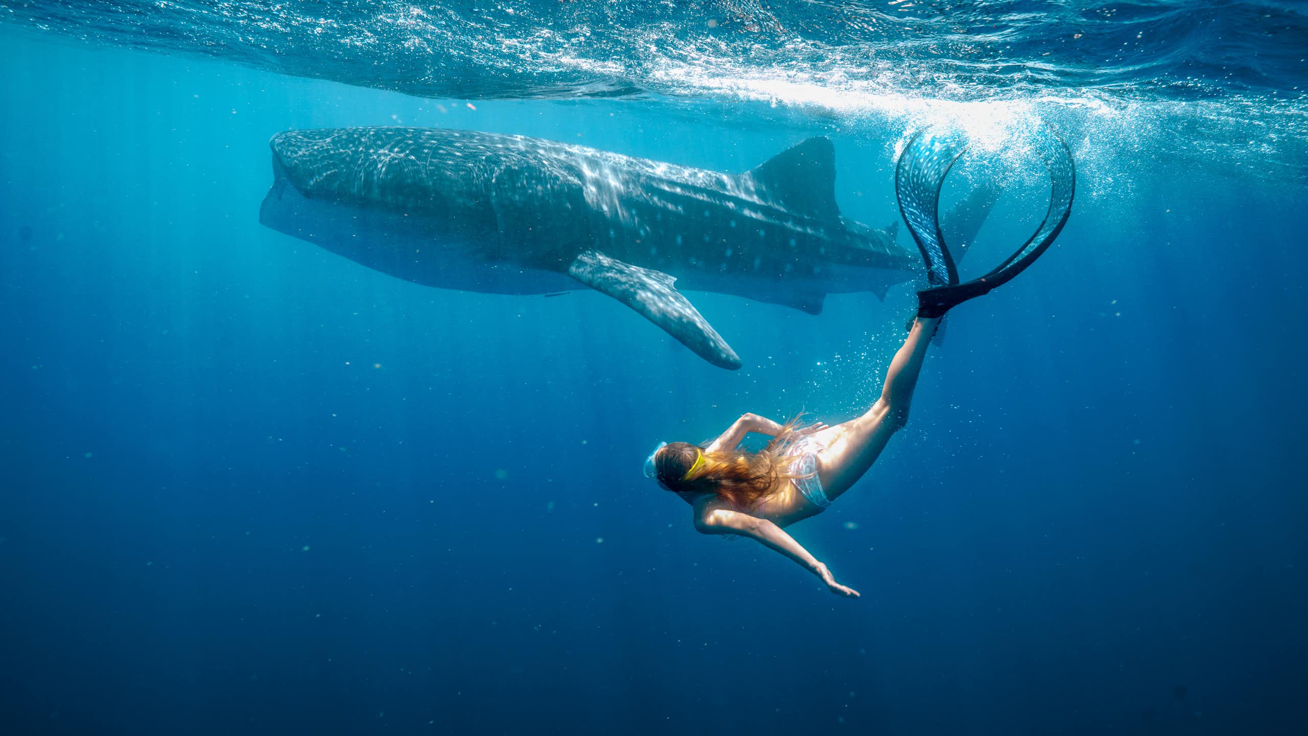 A young girl dives underwater with a whale shark.