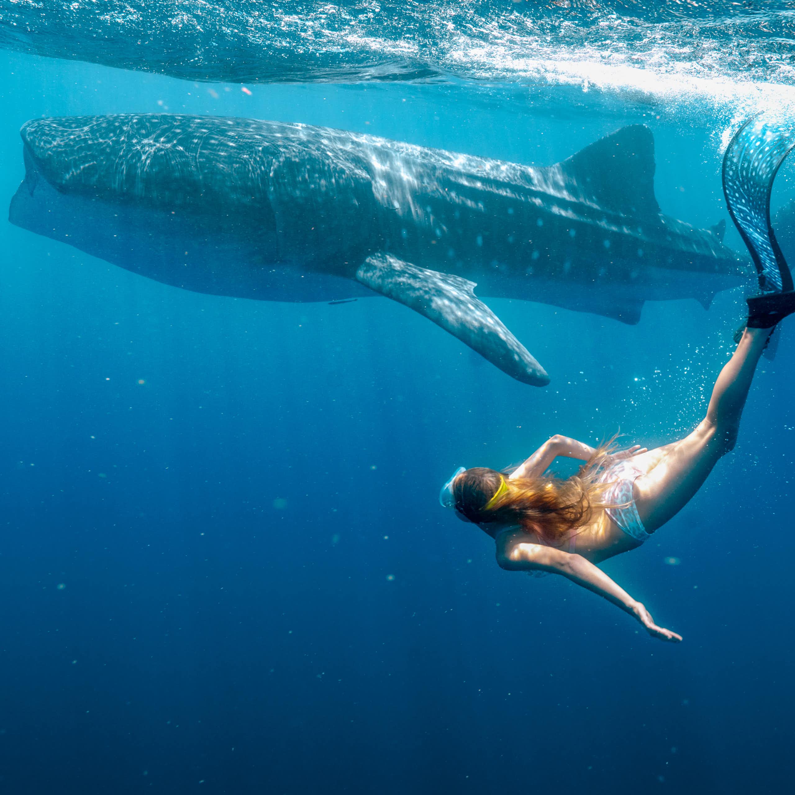 A young girl dives underwater with a whale shark.